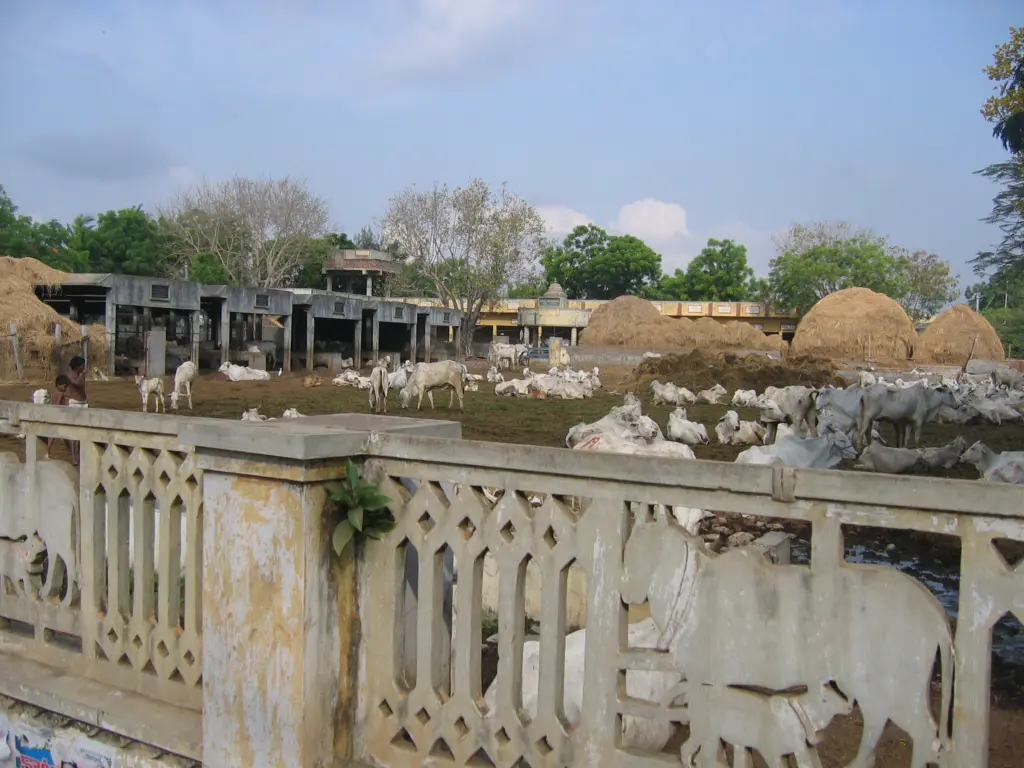 Cattle standing in an open gosala yard in Guntur, India