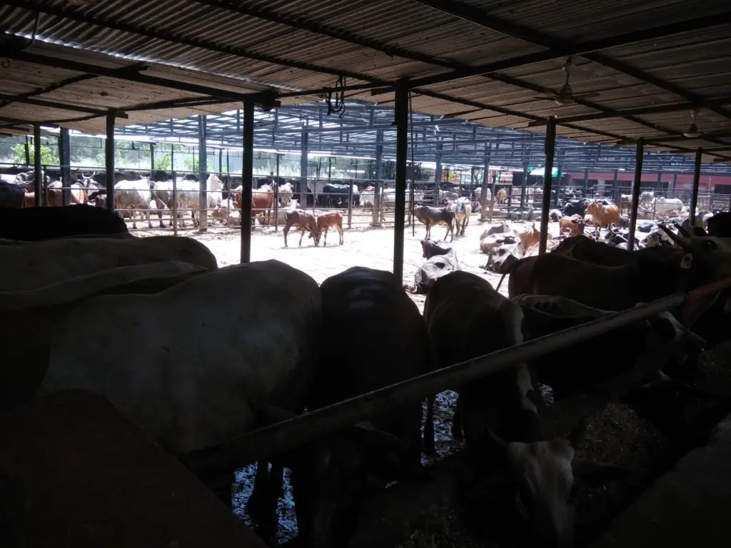 Cows resting under a covered shelter at a gaushala in Sector 45, Chandigarh, India